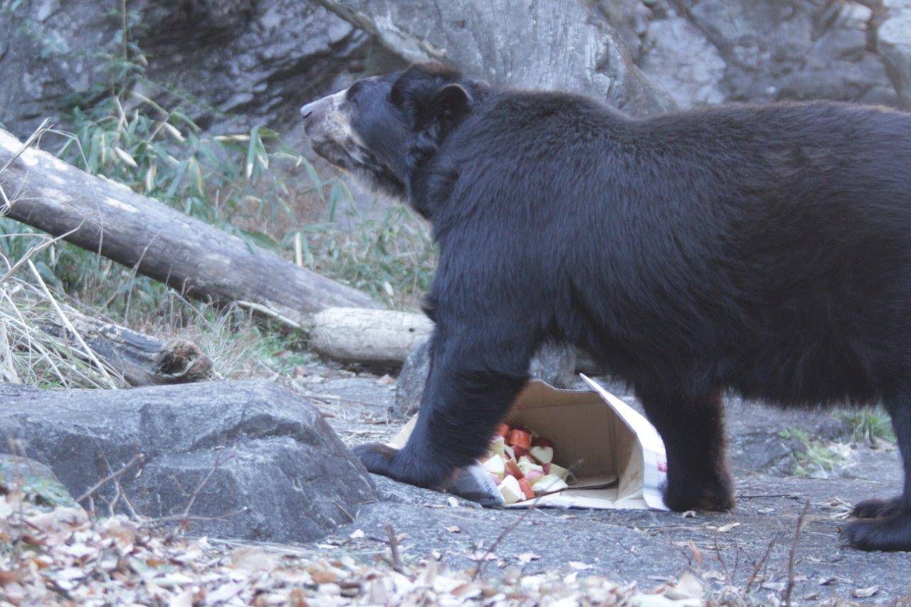段ボール箱内の餌を食べるルイス②