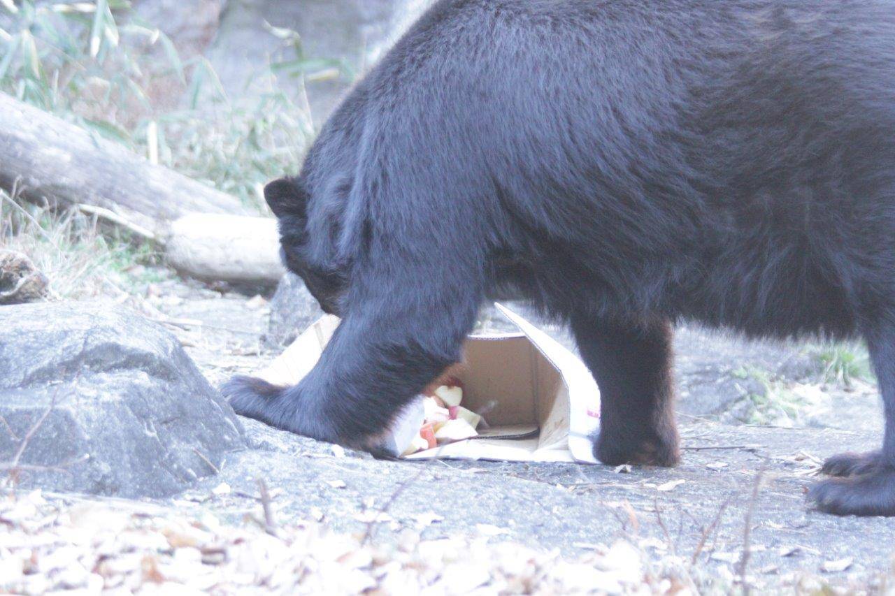 段ボール箱内の餌を食べるルイス③