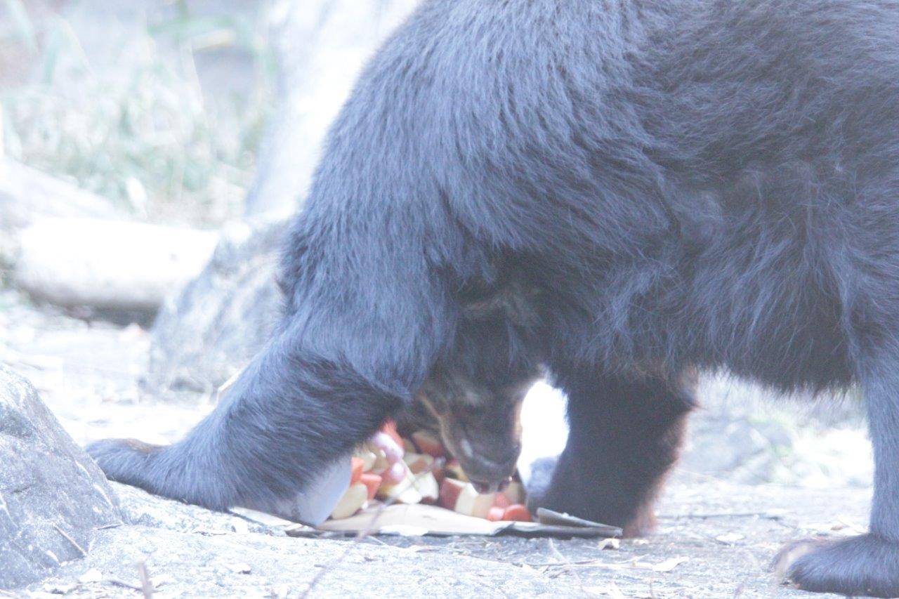 段ボール箱内の餌を食べるルイス⑤
