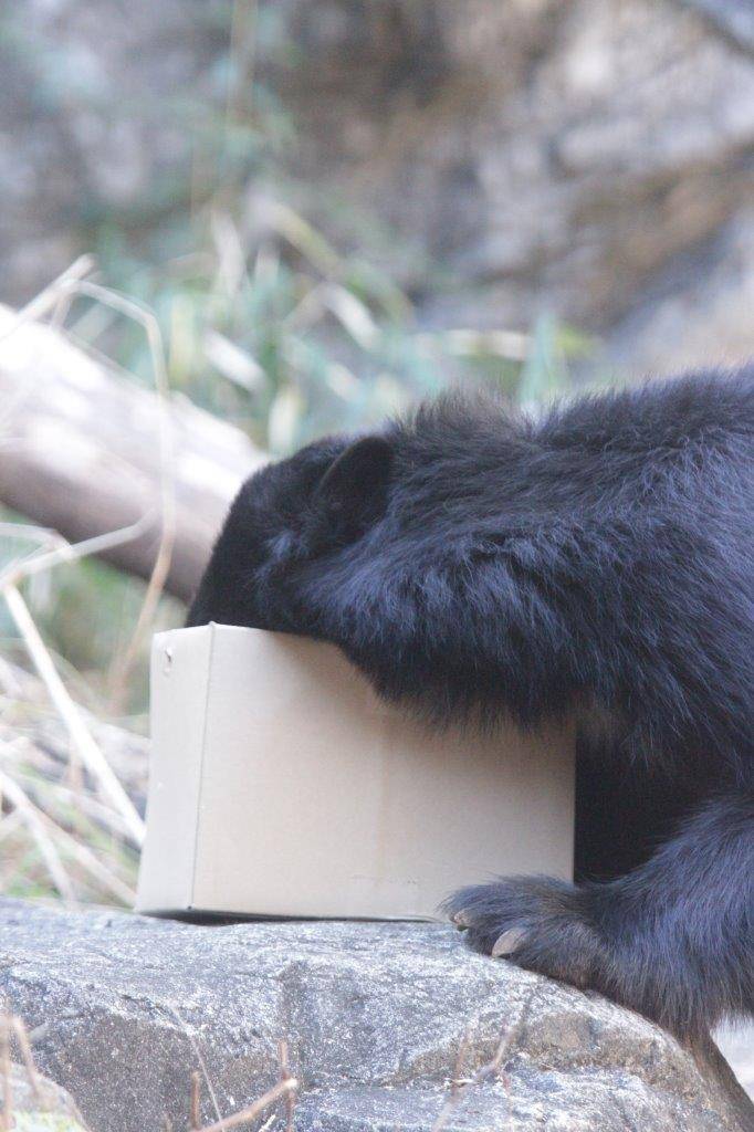 段ボール箱に顔を入れて餌を食べる雪雄②