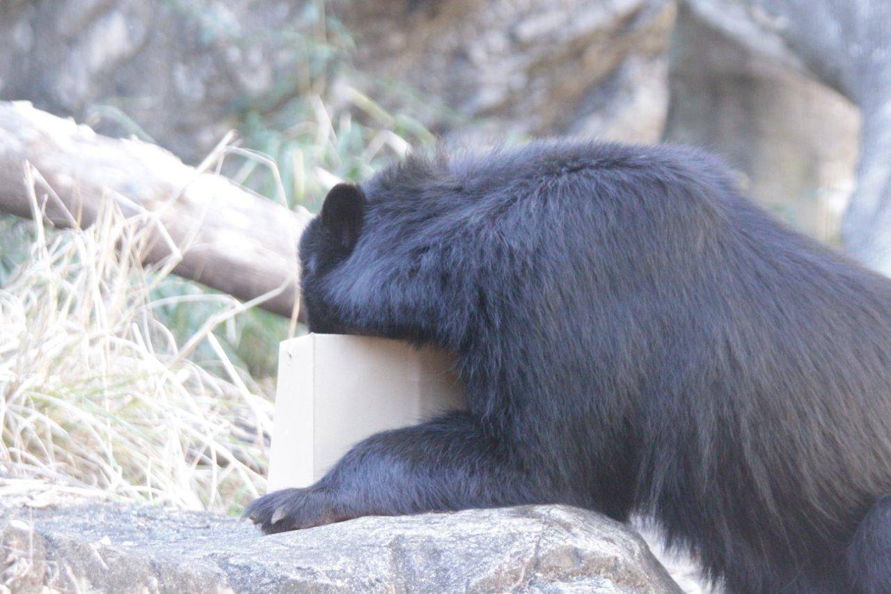 段ボール箱に顔を入れて餌を食べる雪雄③