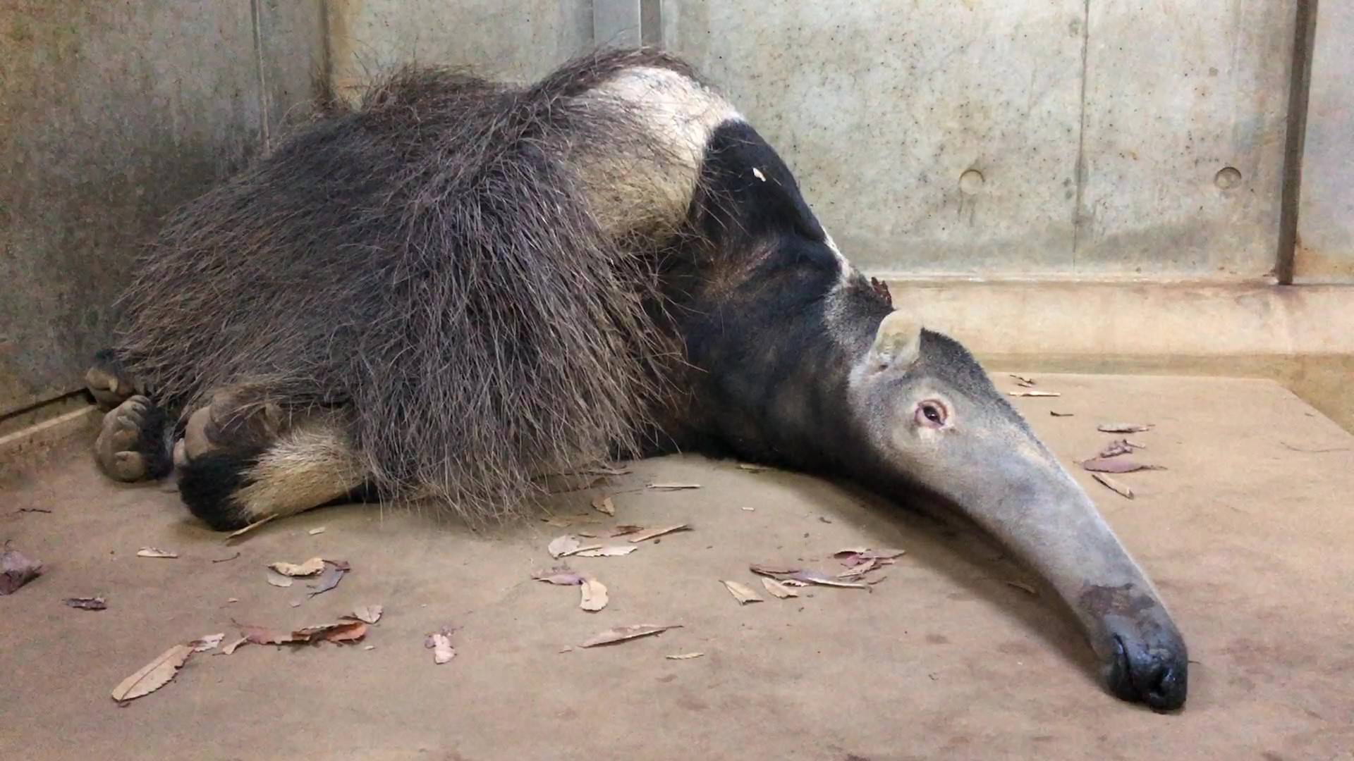 床暖房上で寝るオレオ2