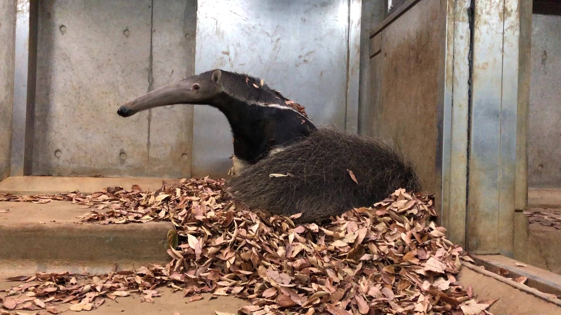 落ち葉の中のオレオ