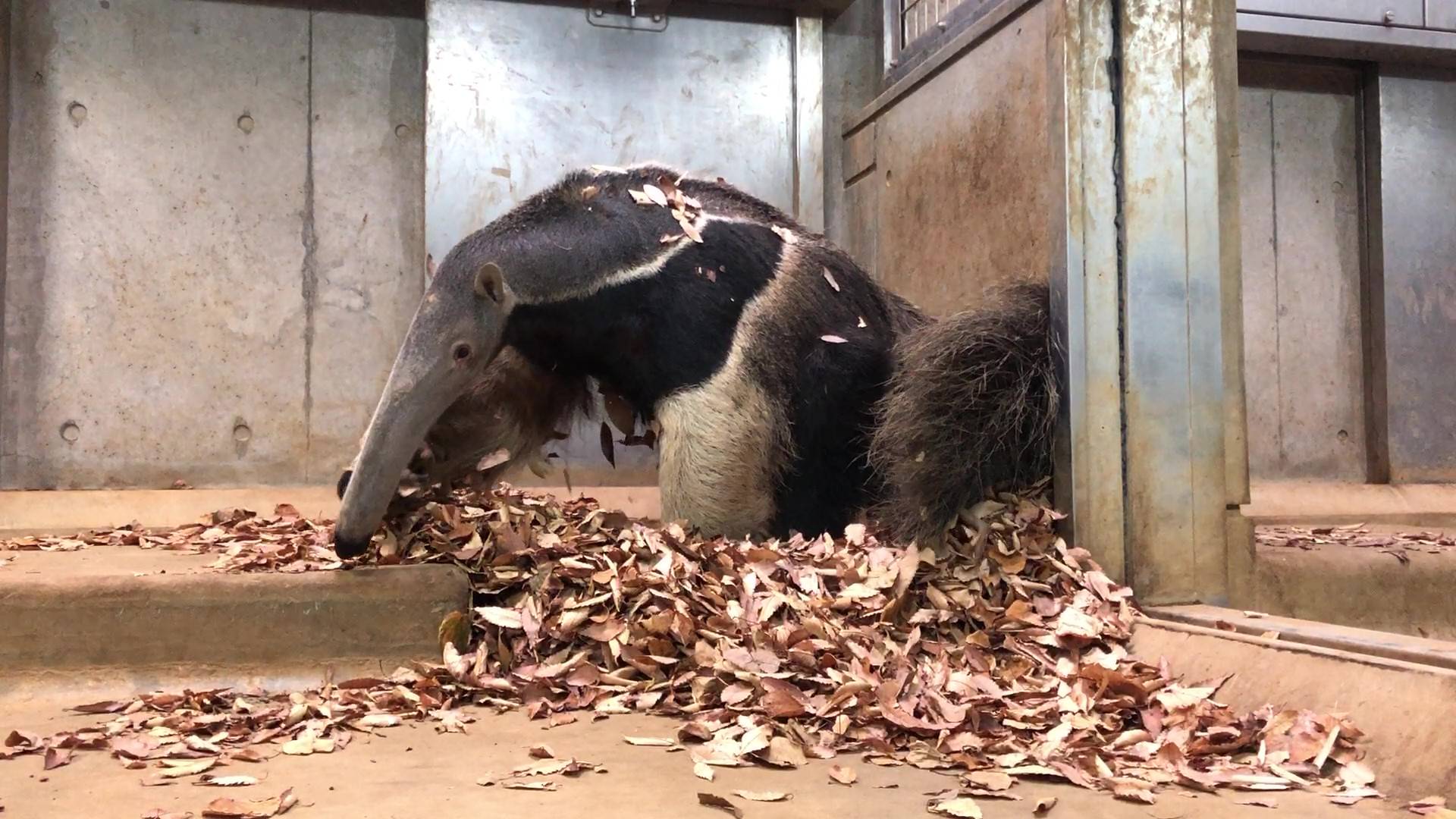 落ち葉から出るオレオ