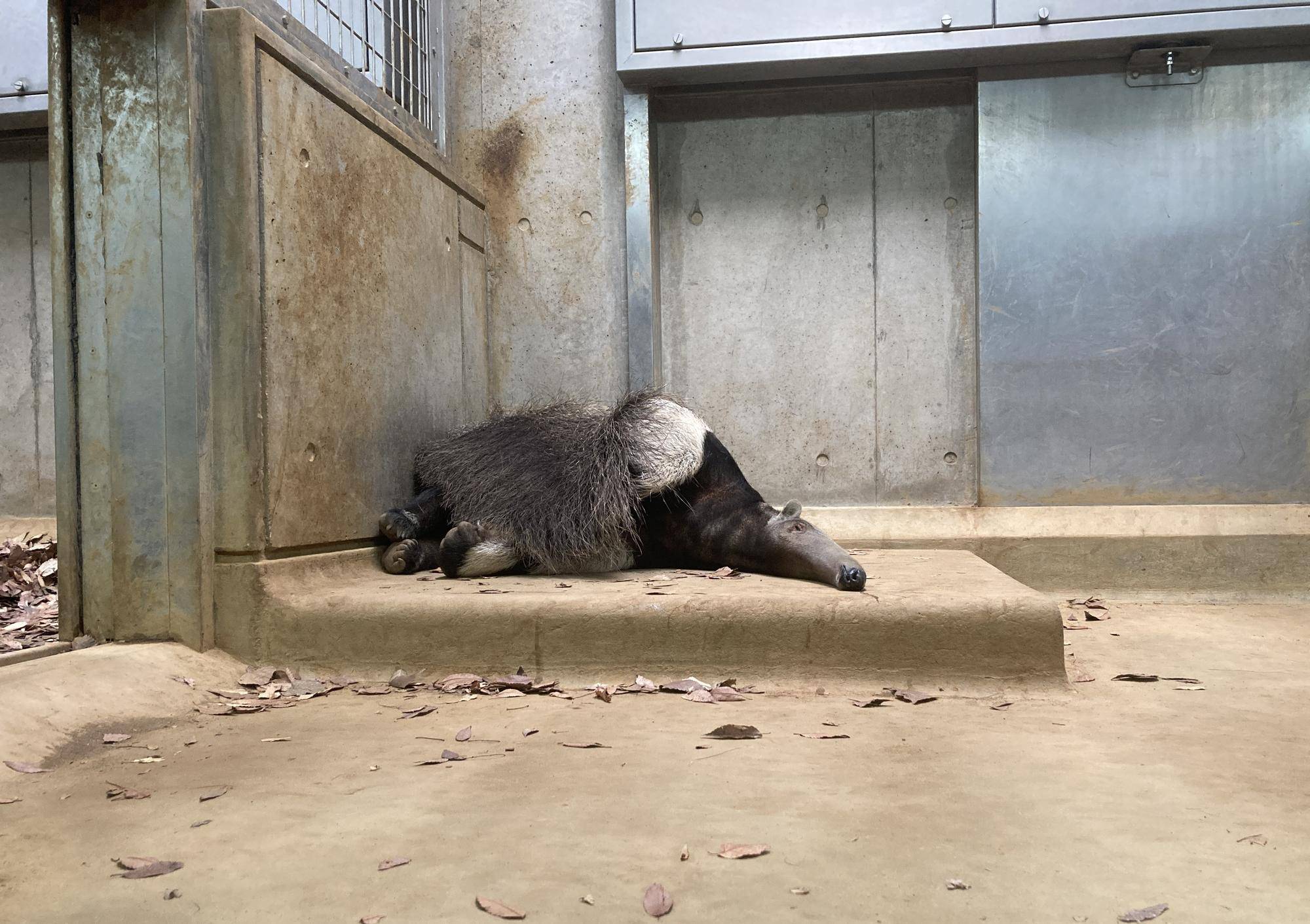 床暖房の上で寝るオレオ1