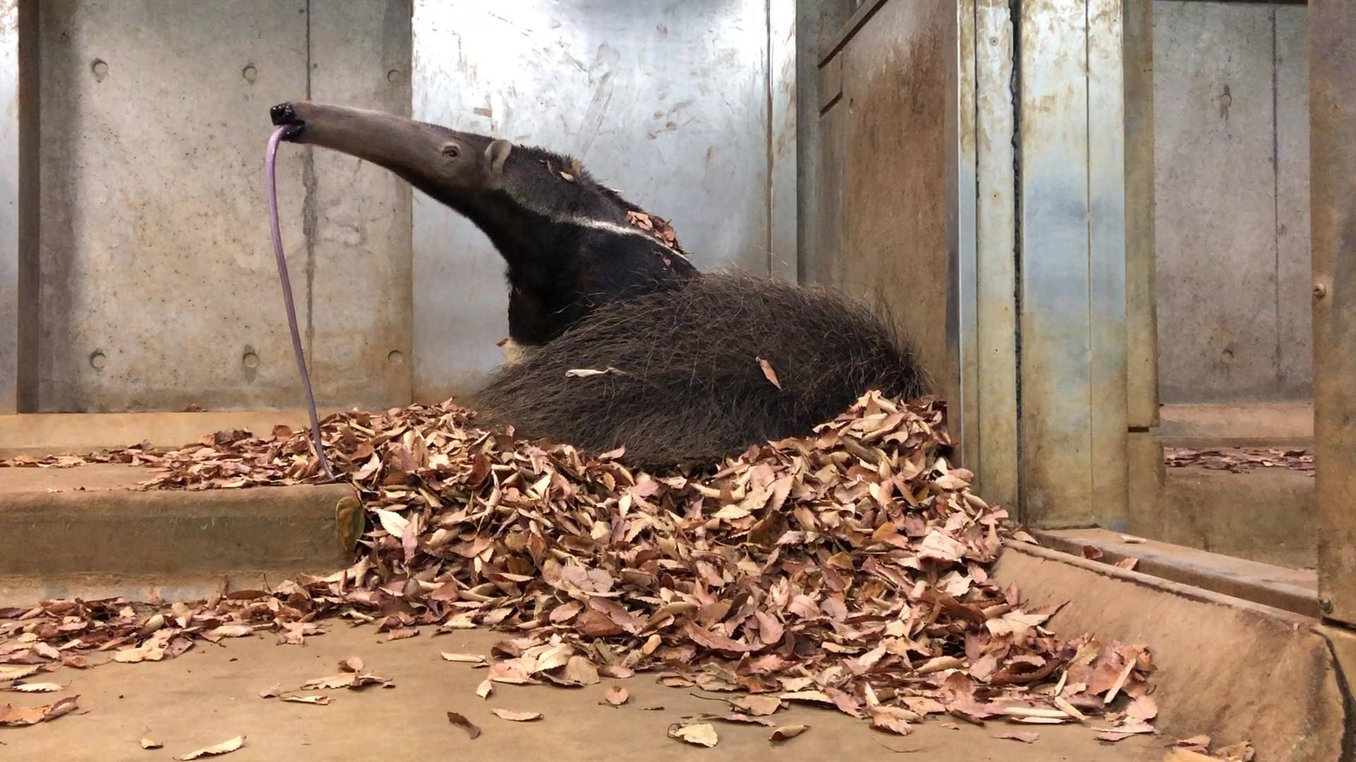 あくびするオレオ