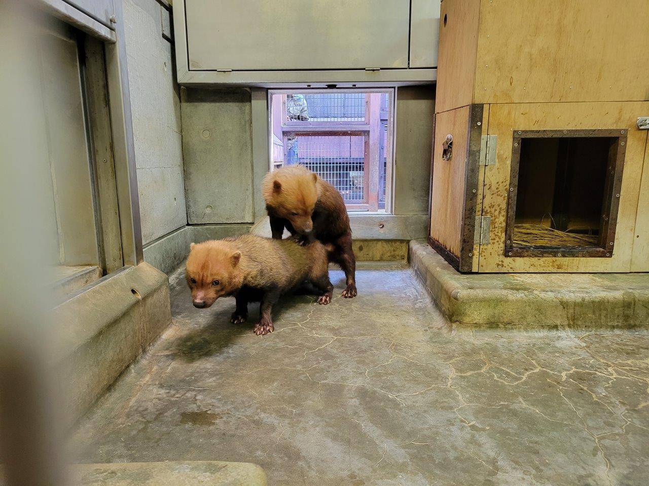 乗駕行動をとるパパマル