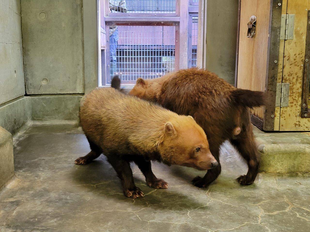 カノンの陰部を匂うパパマル①