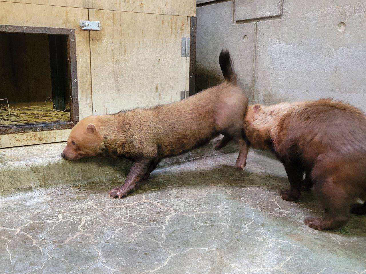 カノンの陰部を匂うパパマル②
