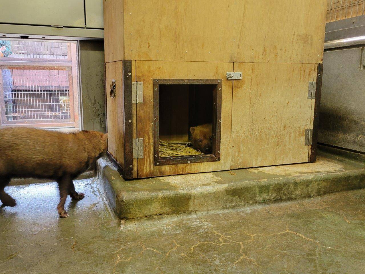 カノンの巣箱で休むパパマル
