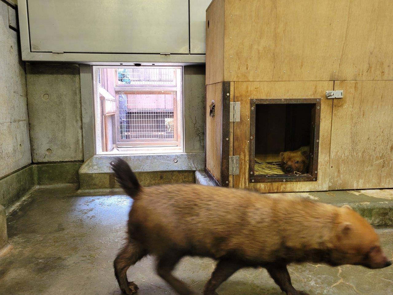 カノンの巣箱で休むパパマルの前を通り過ぎるカノン