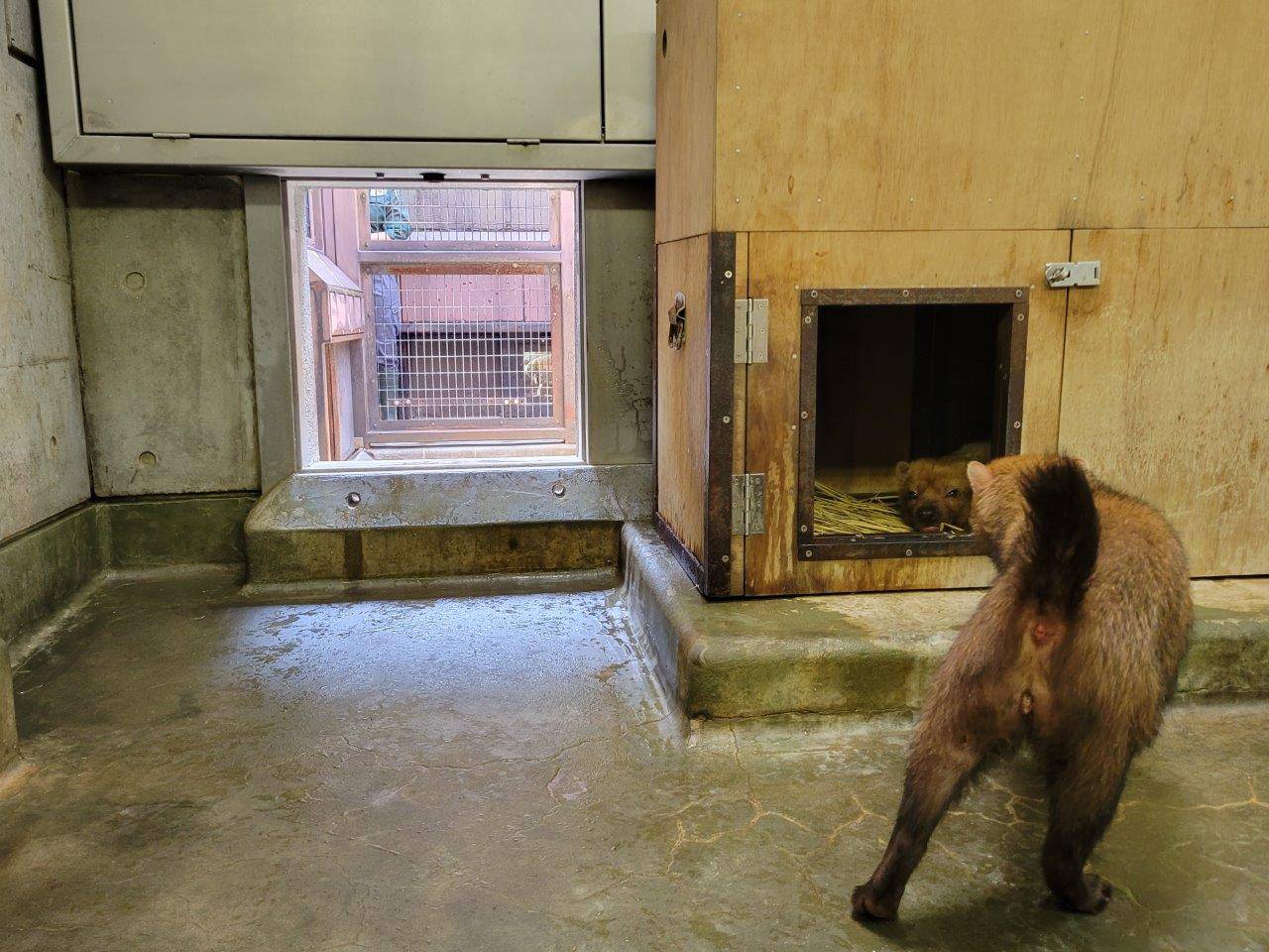 箱内で休むパパマルを気にするカノン①