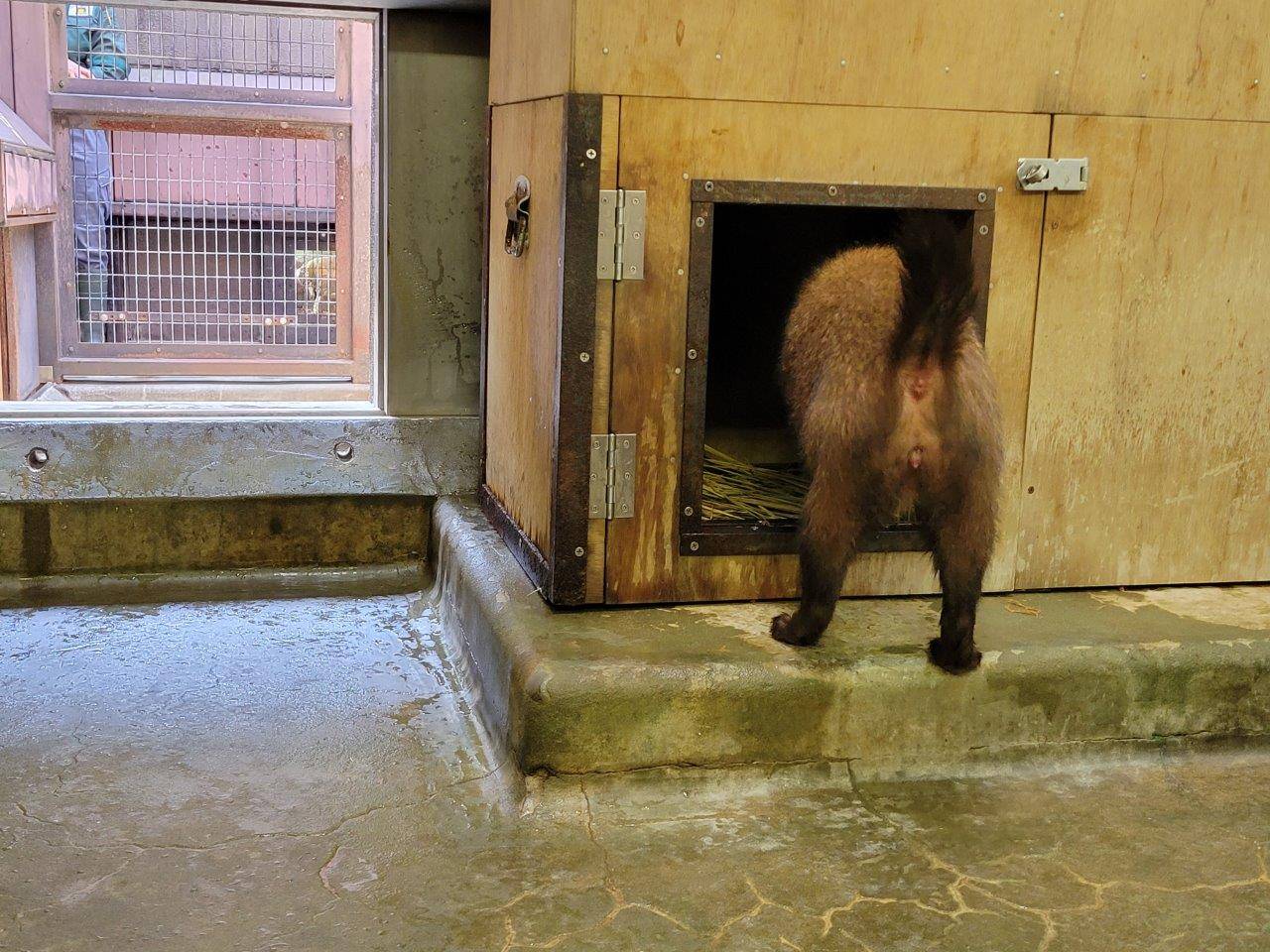 パパマルが休む箱内に入るカノン①