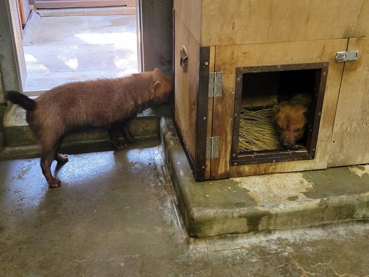 カノンの巣箱で休むパパマル③
