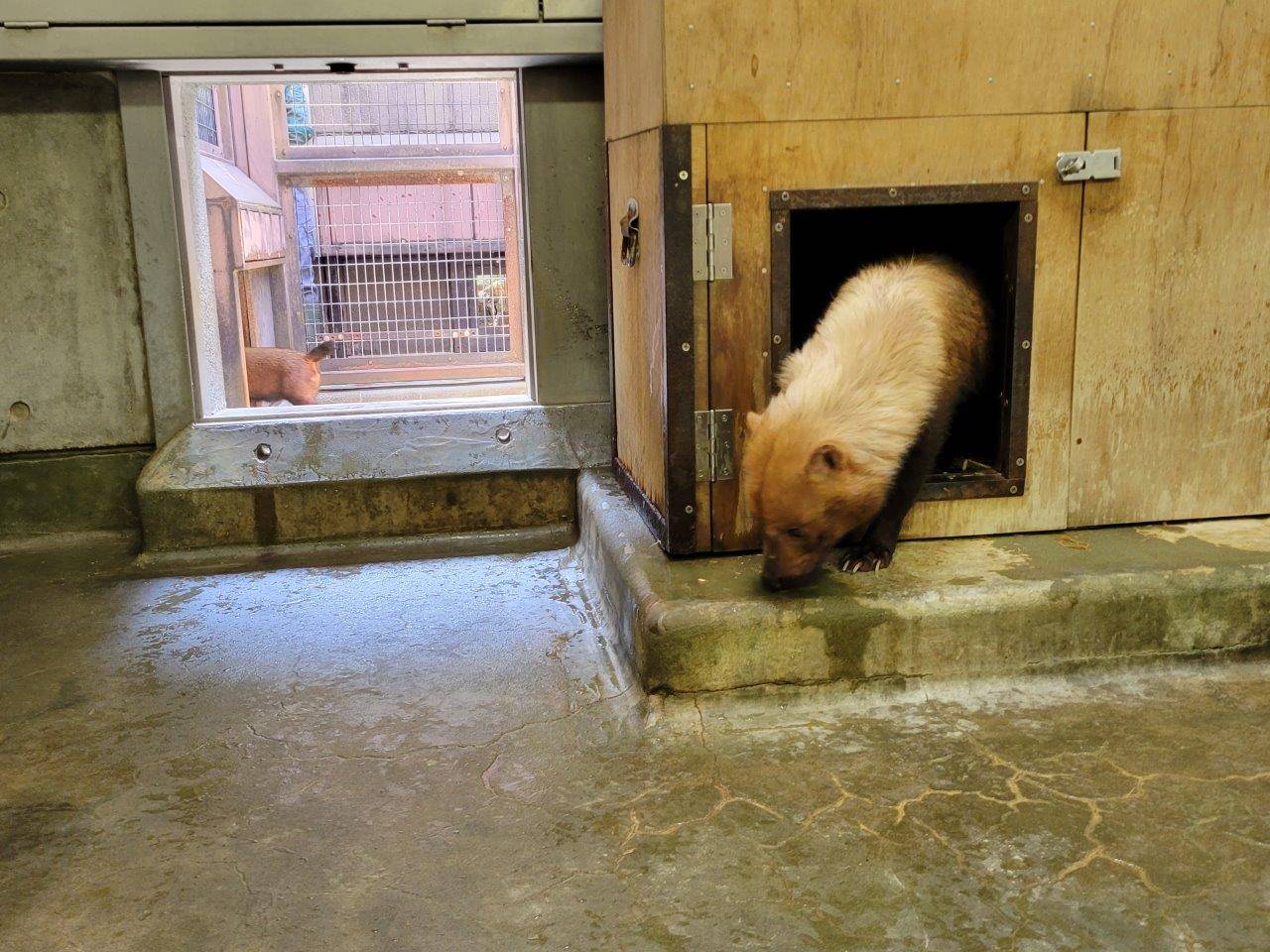 小屋内から出て来るパパマル