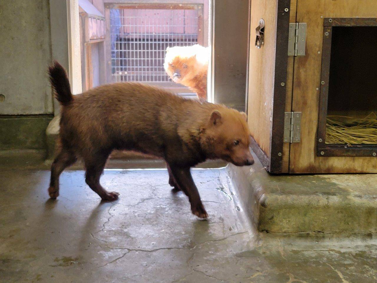 カノンを見つめるパパマル