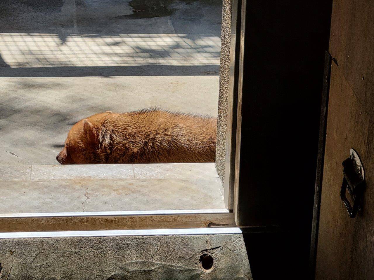 日向で休むカノン