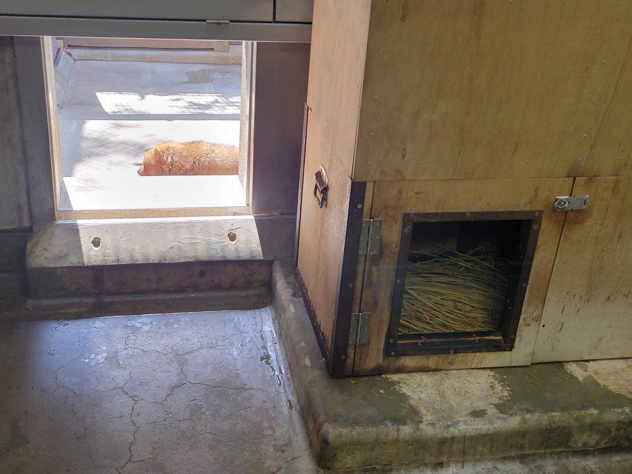 日向で休むカノンと小屋内で休むパパマル