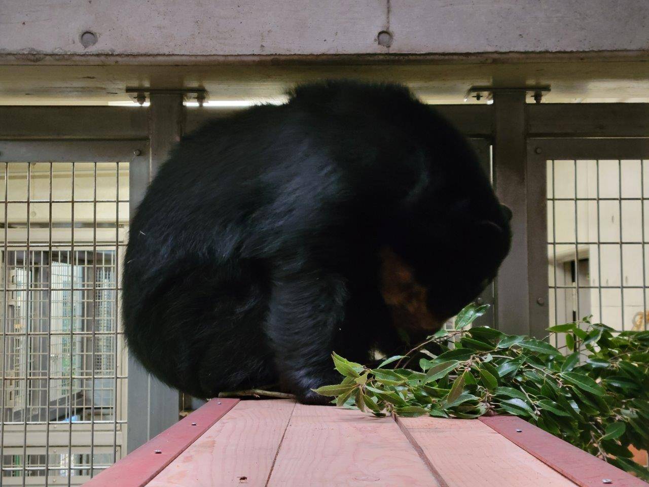 寝台上でカシの葉を食べる美雨①