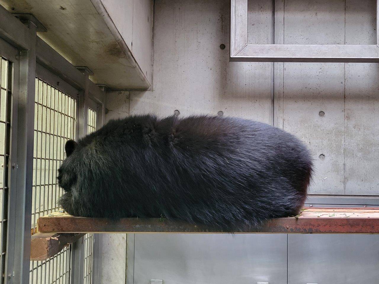 寝台上で休む美雨①