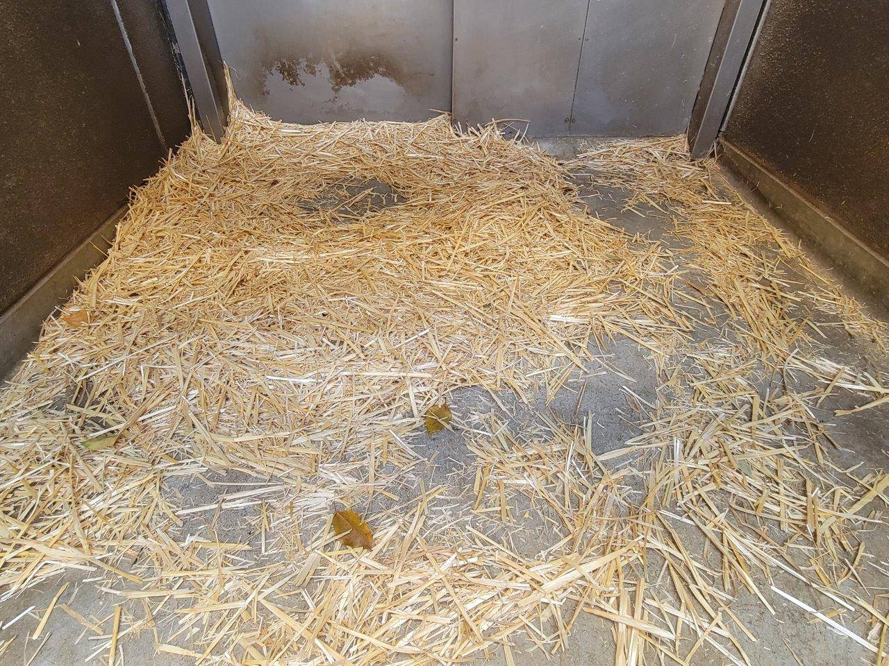 麦わらのベット