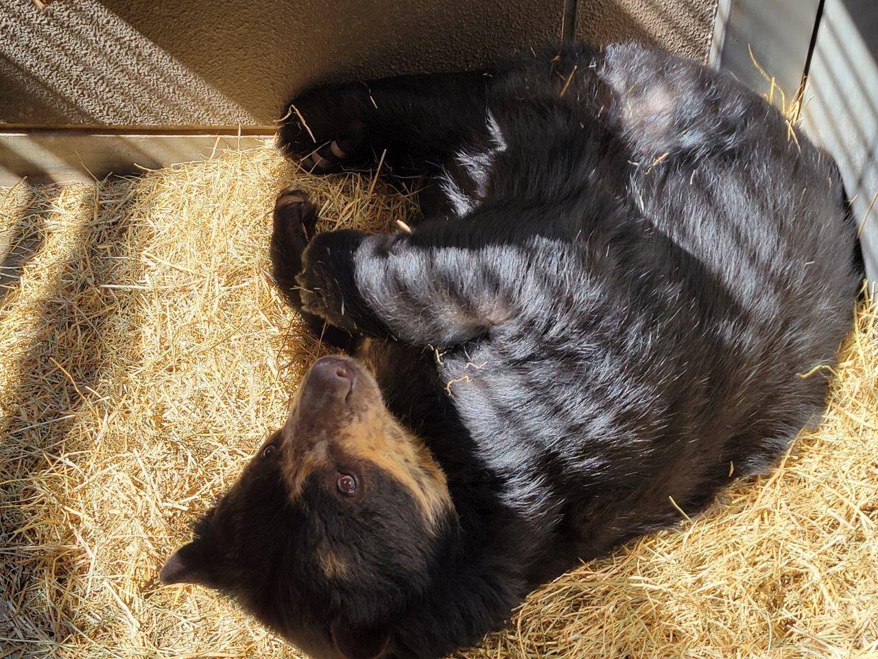 新しいベットの上で休む美雨①