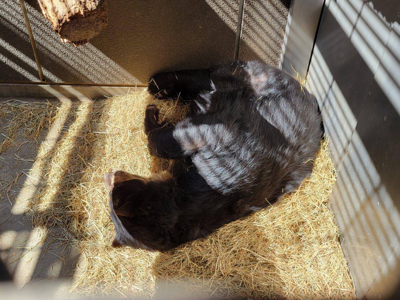 新しいベットの上で休む美雨②