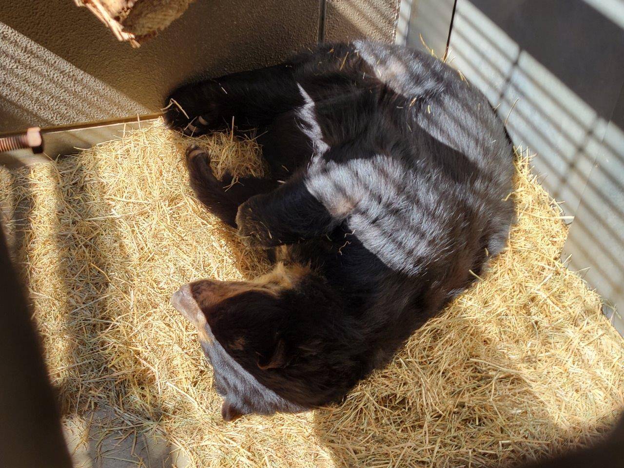 新しいベットの上で休む美雨③