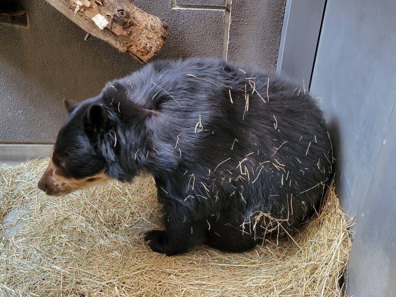 起き上がった美雨には牧草が沢山付着しています①