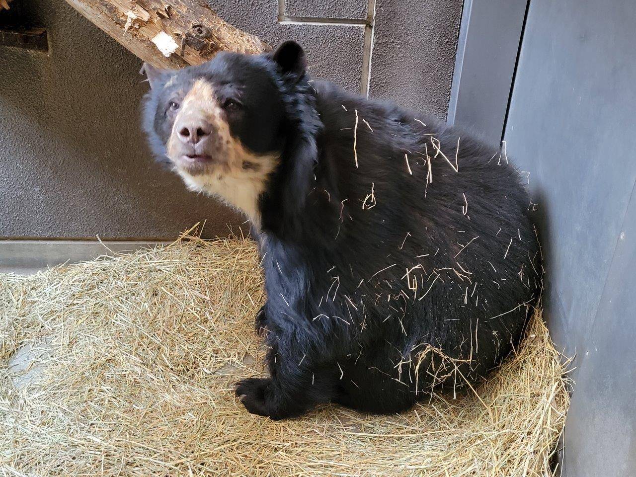 起き上がった美雨には牧草が沢山付着しています②
