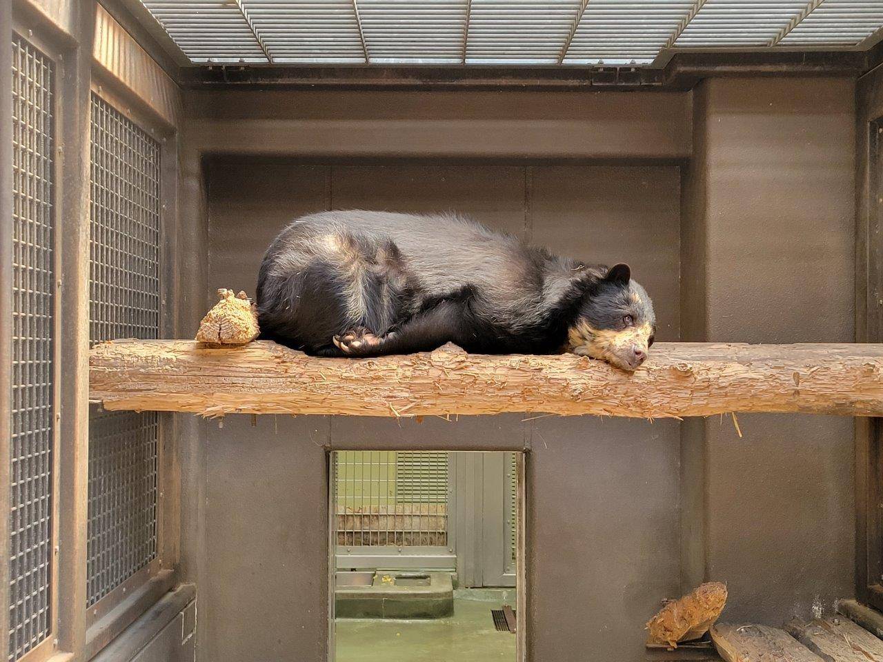サブ運動場の寝台上で休む美雨②
