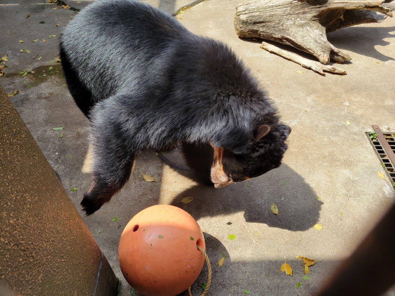 獣舎よりでフロートを転がす雪雄①