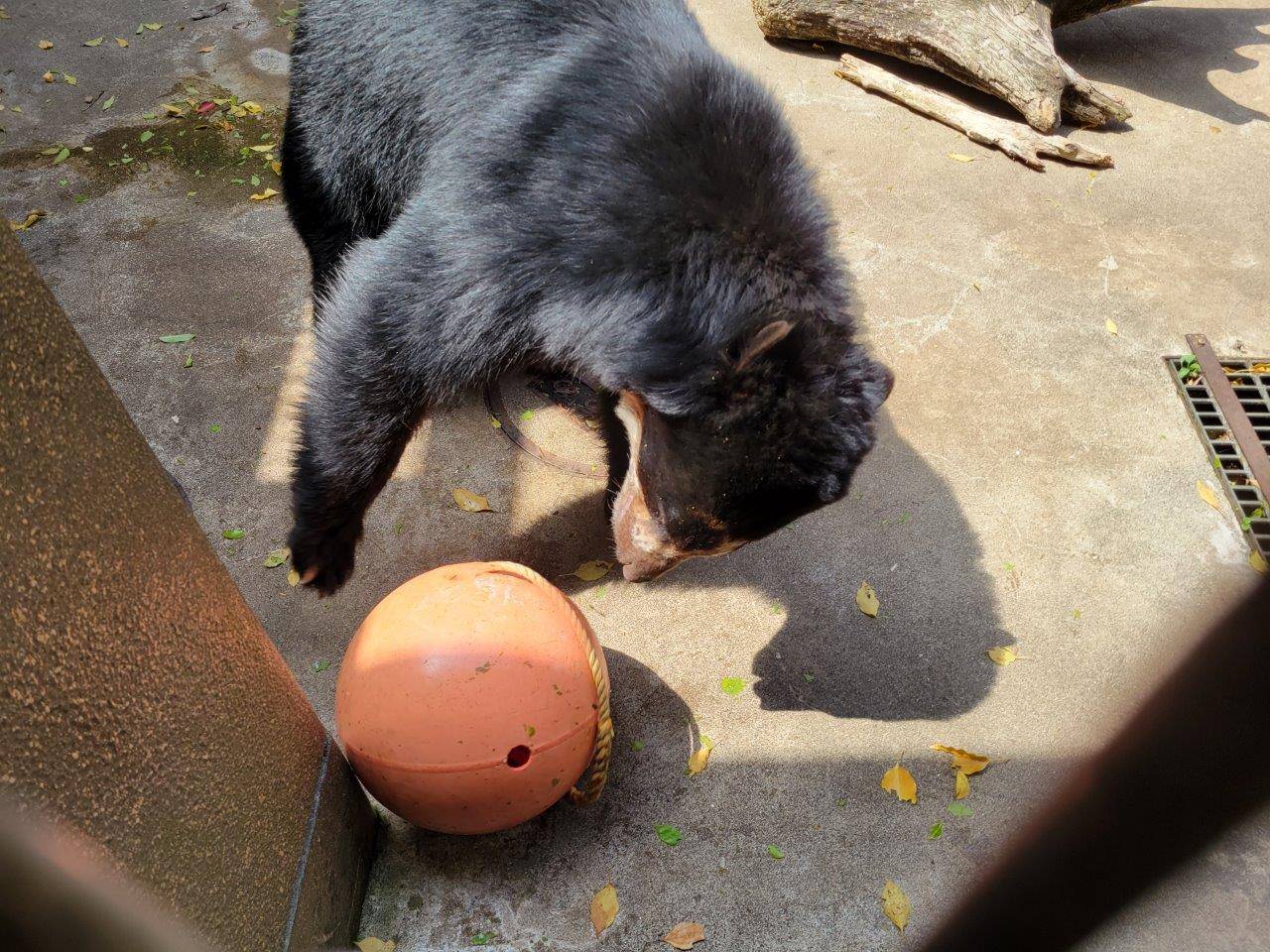 獣舎よりでフロートを転がす雪雄②