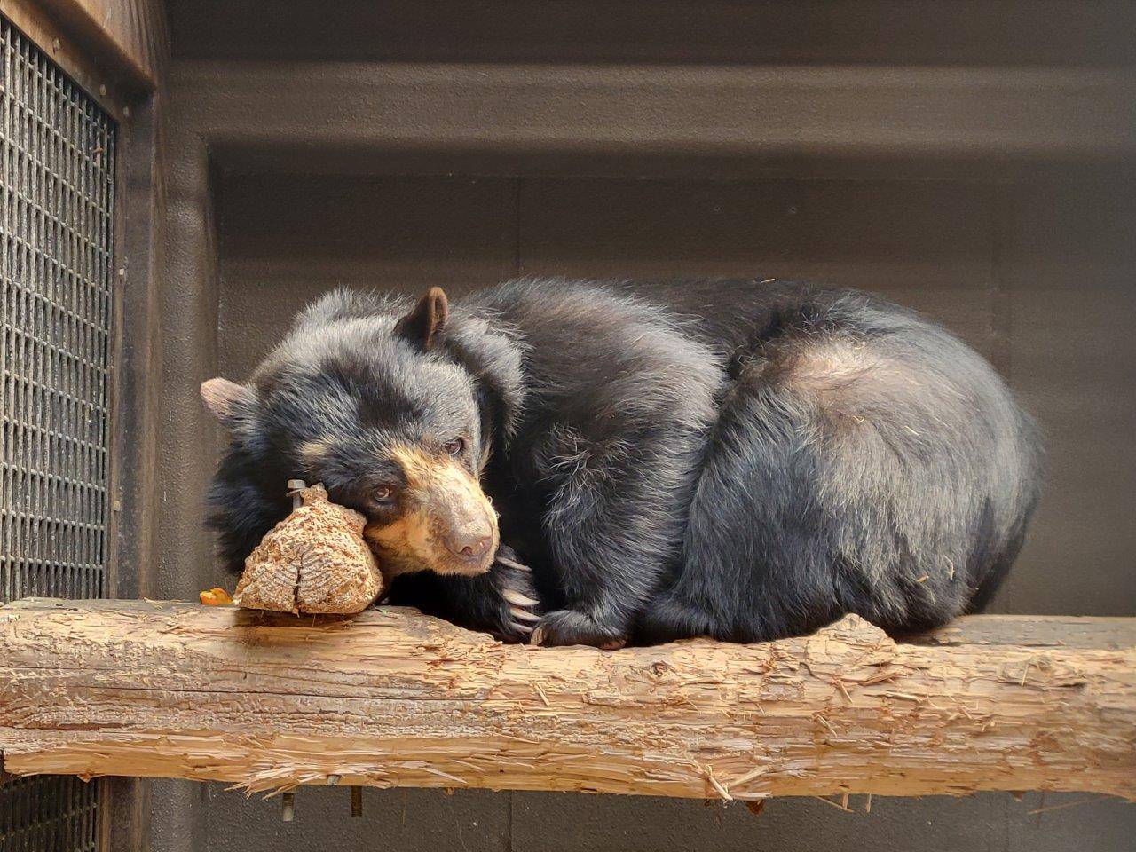 サブ運動場の寝台上で休む美雨①