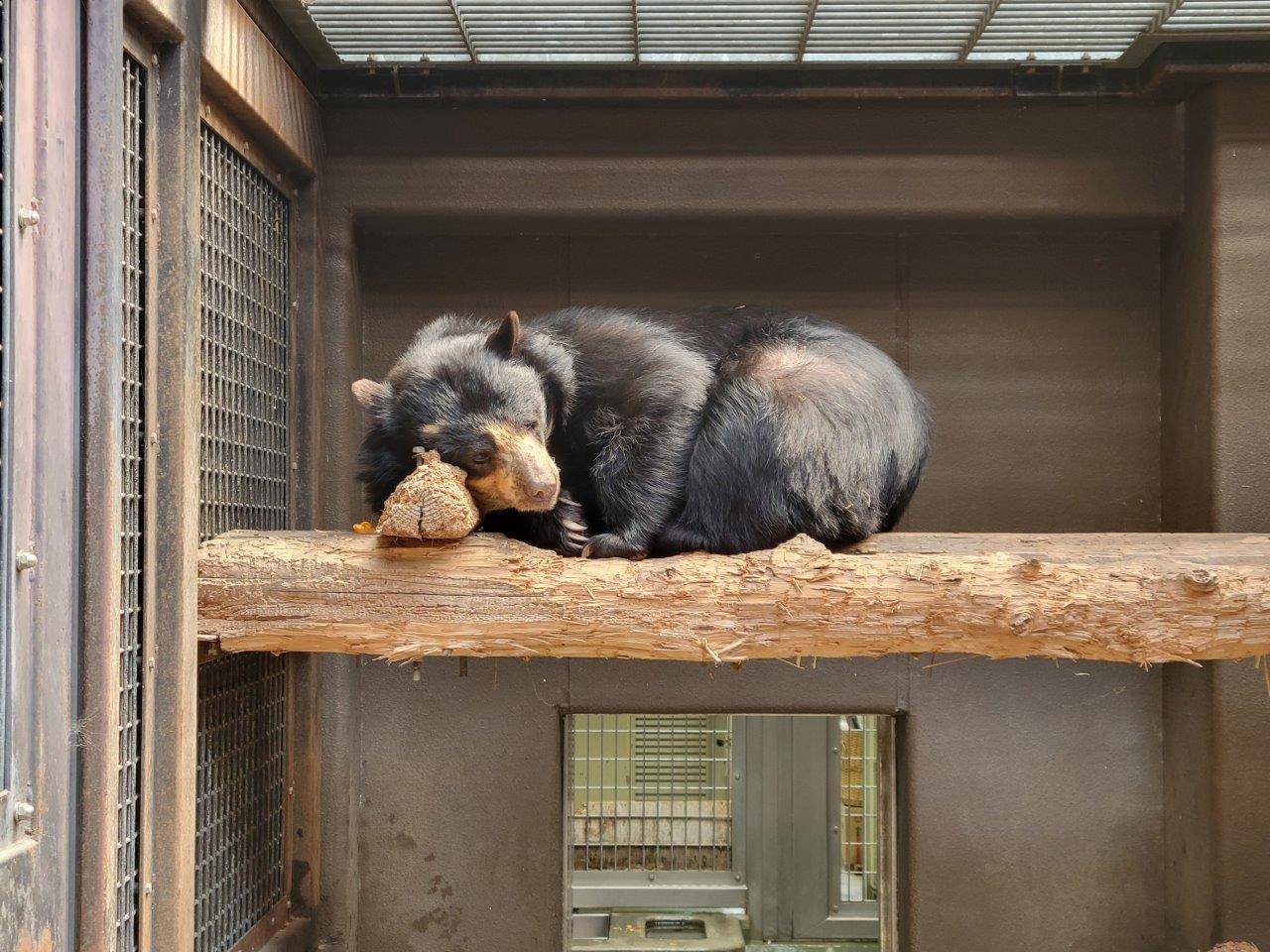サブ運動場の寝台上で休む美雨③
