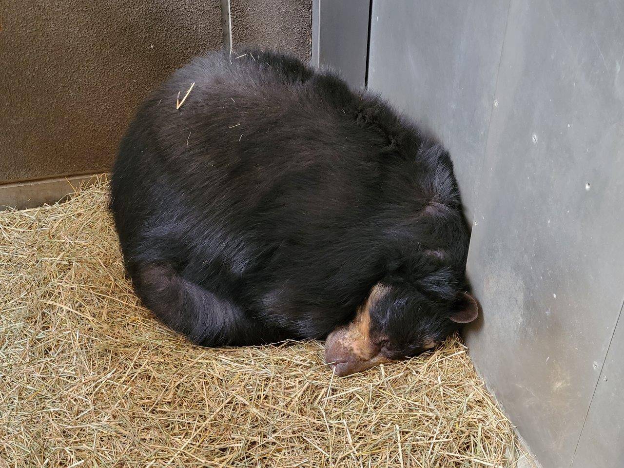 サブ運動場の牧草ベットで休む美雨