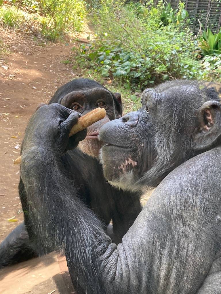 ゴボウを食べるチンパンジーのタマエ(メス)、じっと見つめるハル(メス).jpg