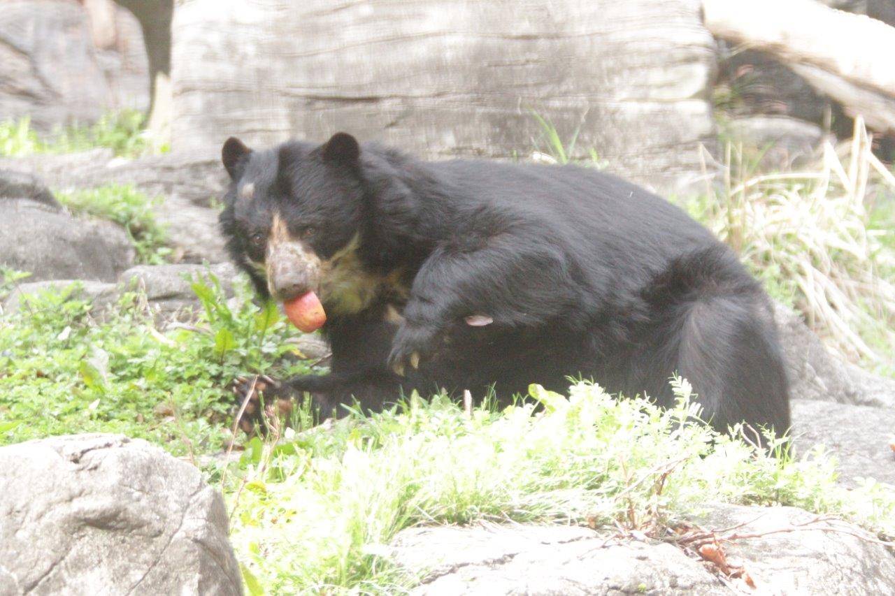 リンゴを食べる美雨①