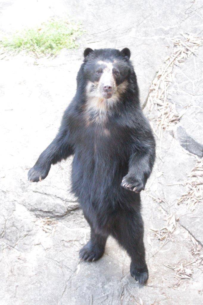 立ち上がる雪雄①