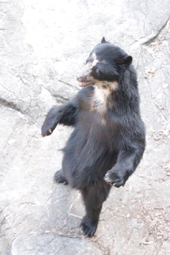 立ち上がる雪雄③