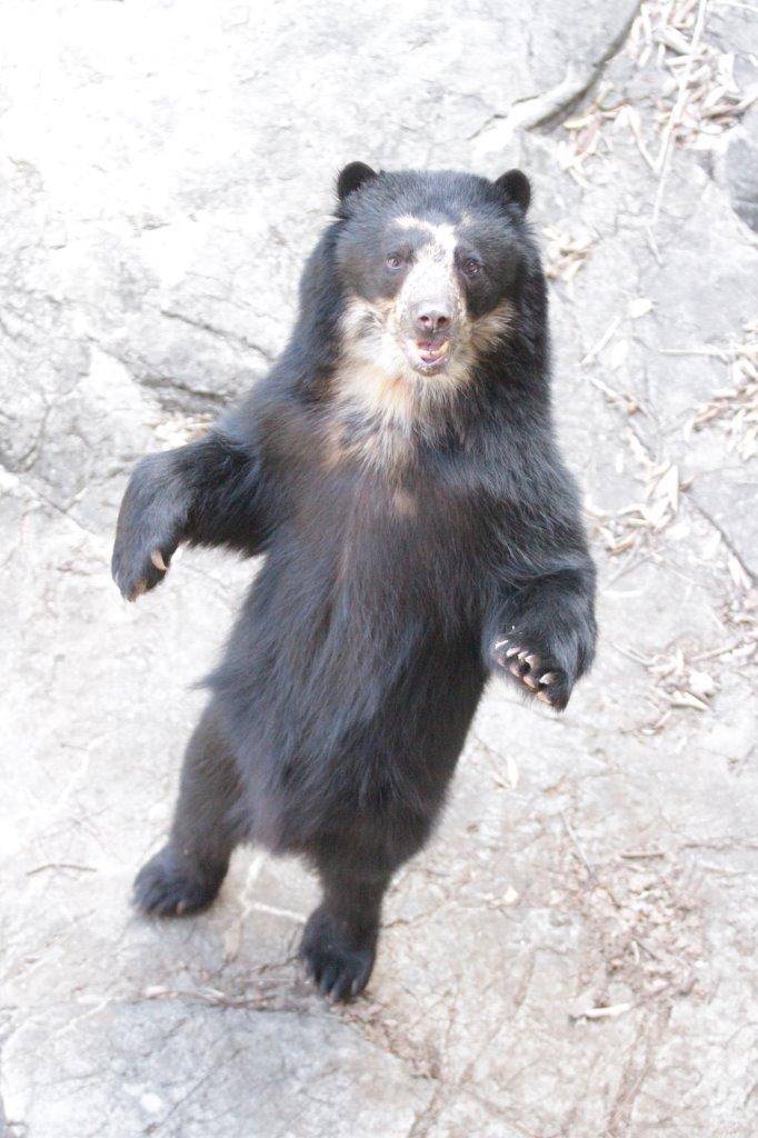 立ち上がる雪雄④