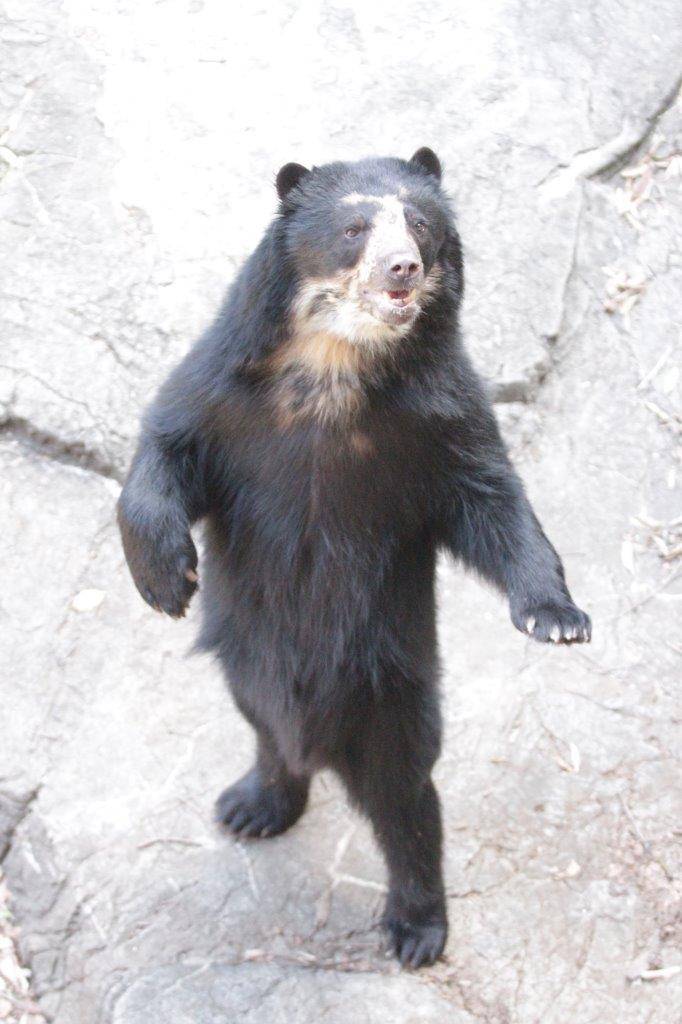 立ち上がる雪雄⑤