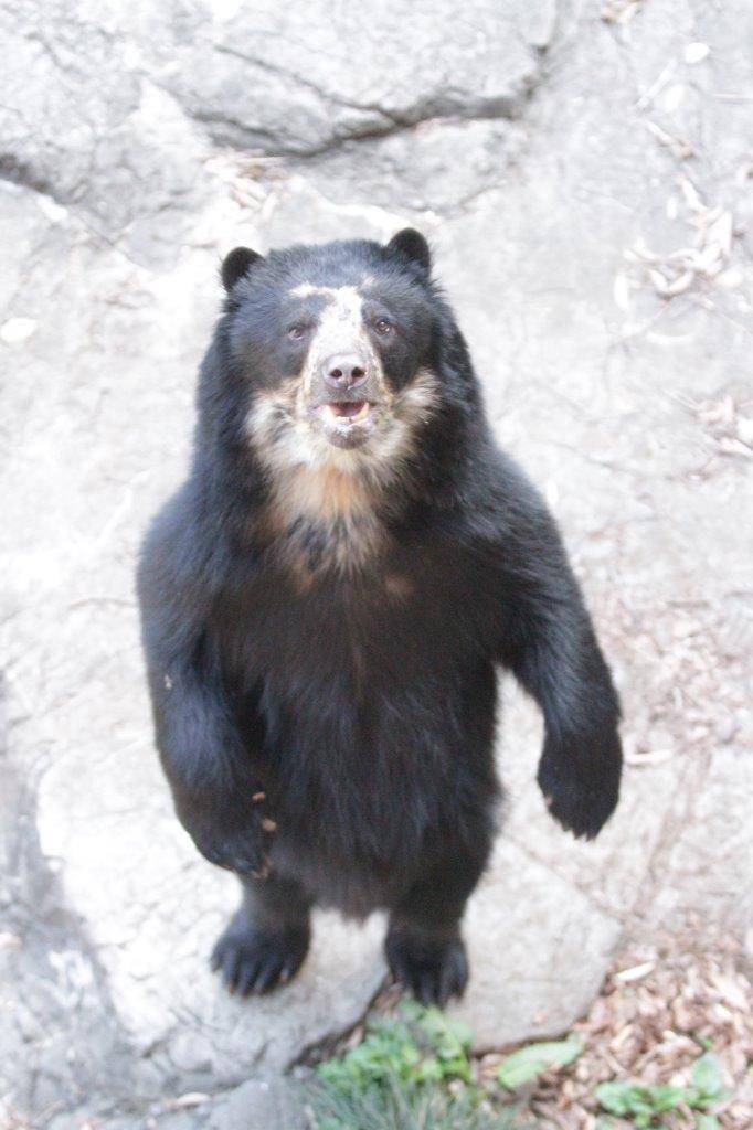 立ち上がる雪雄⑨