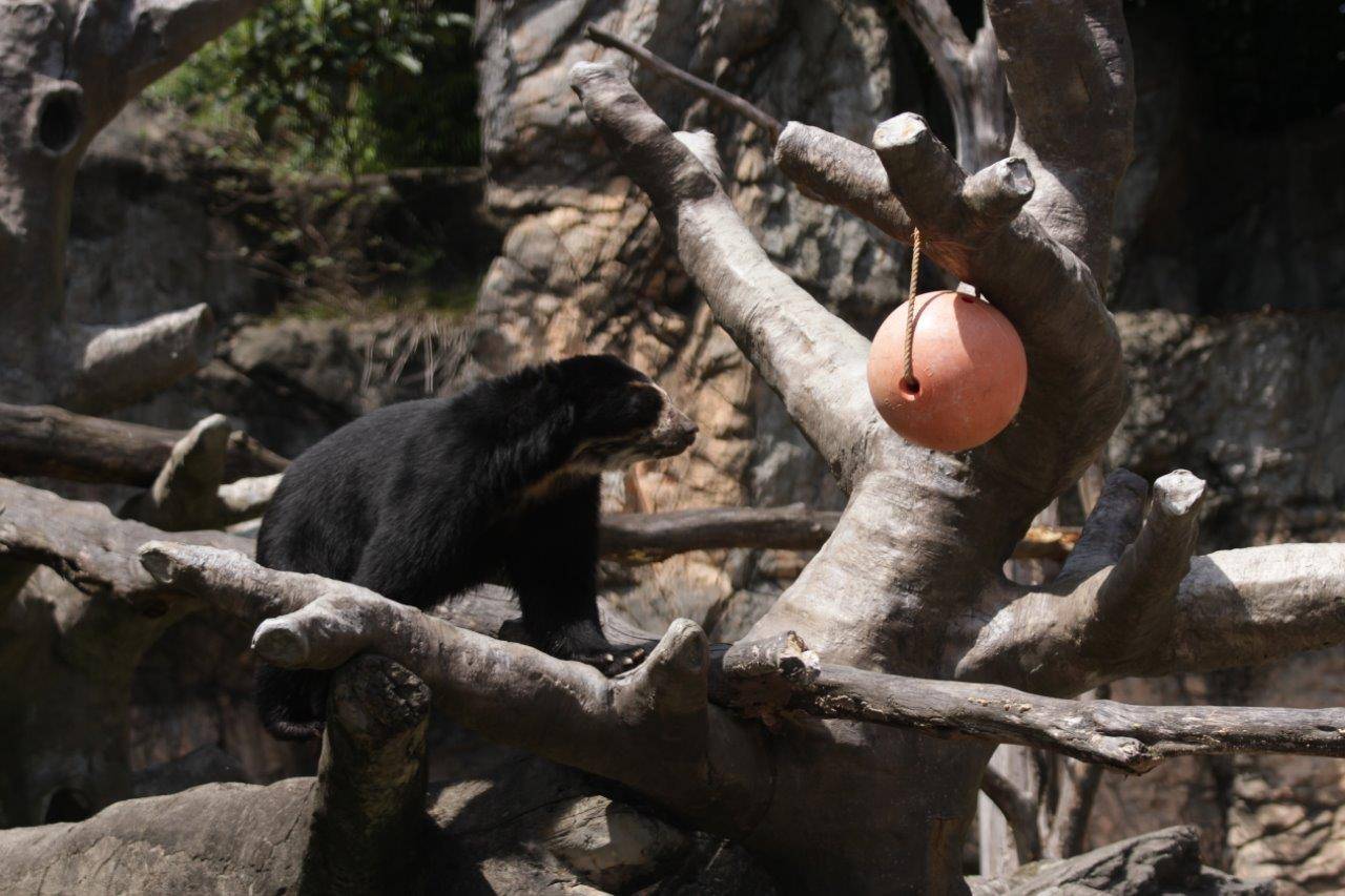 木を伝って吊るしてあるフロートに近づく雪雄①