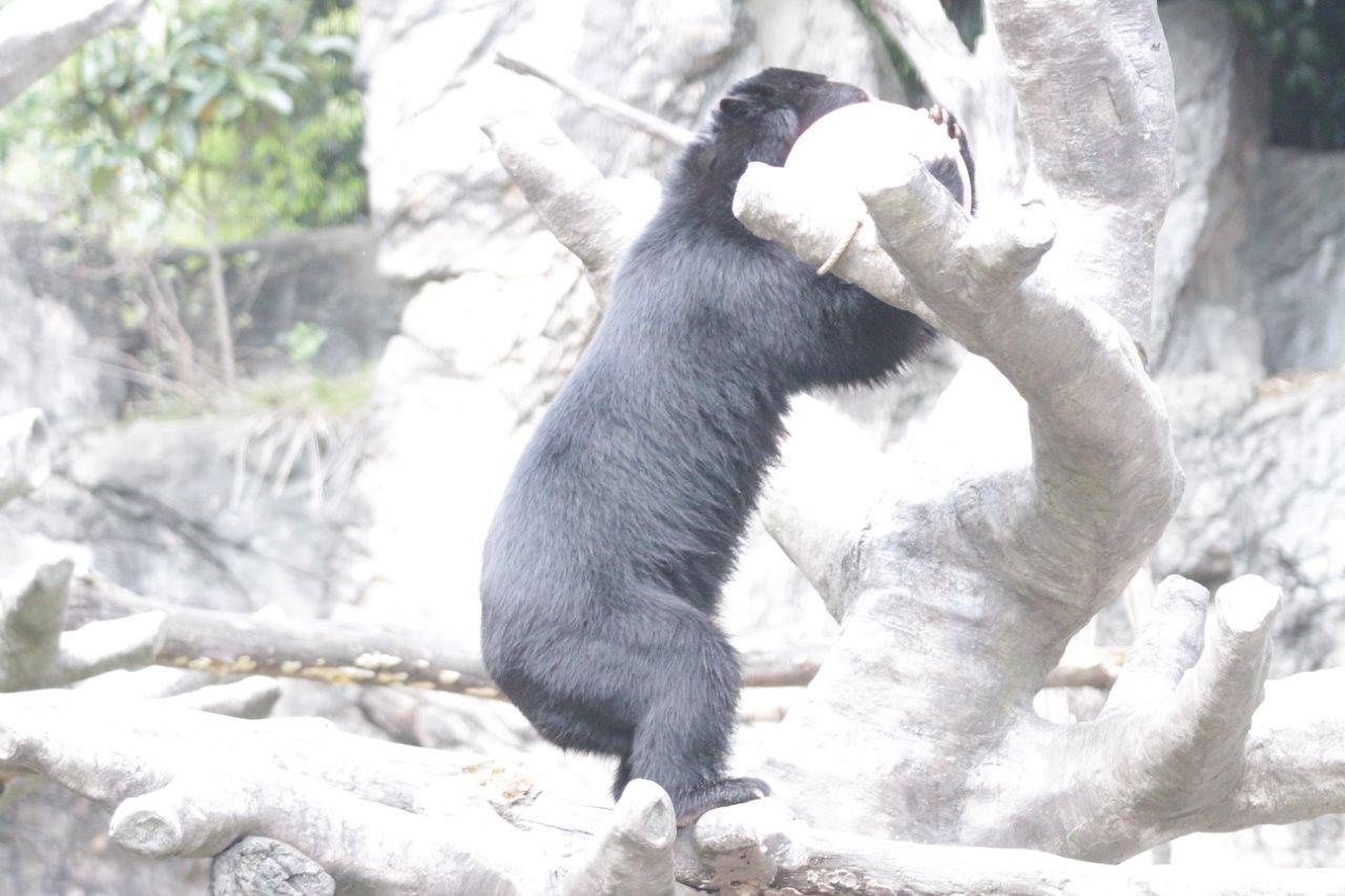 木の上で立ち上がり、フロートを抱える雪雄①
