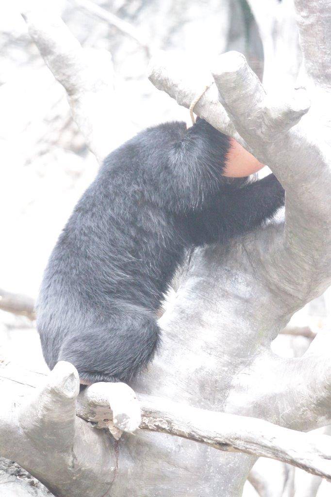 木の上で立ち上がり、フロートを抱える雪雄②