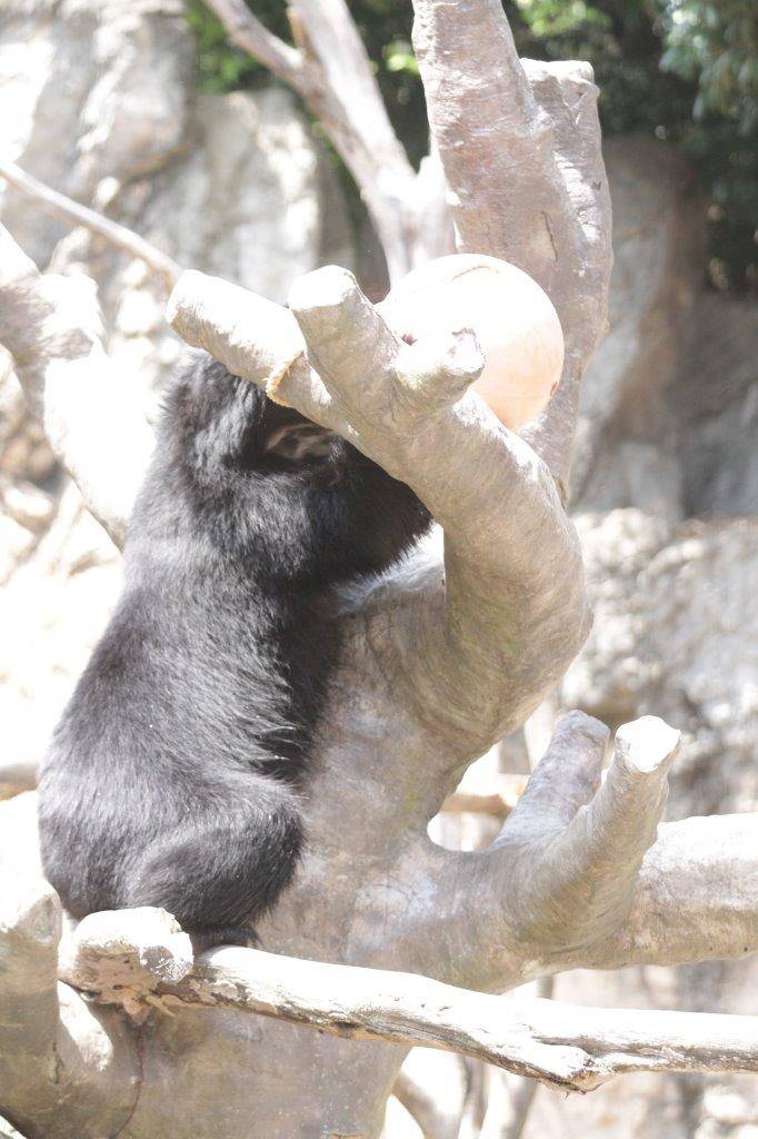 木の上で立ち上がり、フロートをいじる雪雄①