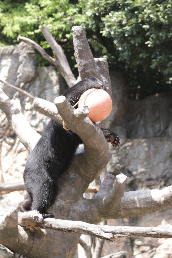 木の上で立ち上がり、フロートをいじる雪雄②