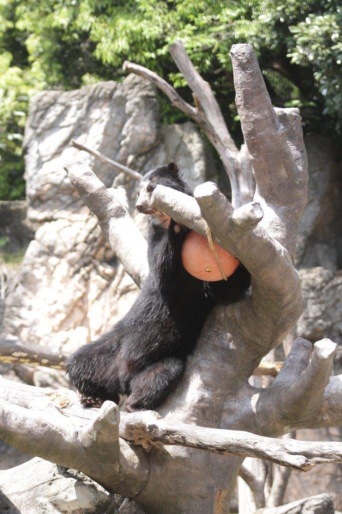 木の上で立ち上がり、フロートをいじる雪雄③