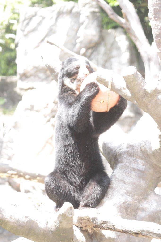 不安定な姿勢でフロートを抱える雪雄②